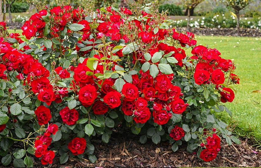 Wie man die Kordes-Rosensorten richtig pflegt