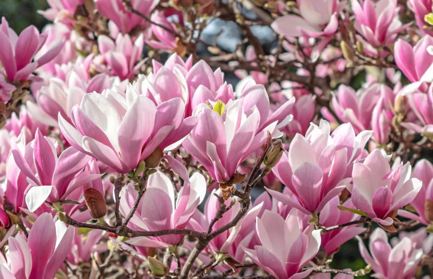 Wunderschöne Magnolie - ein Symbol für Frühling und Leben