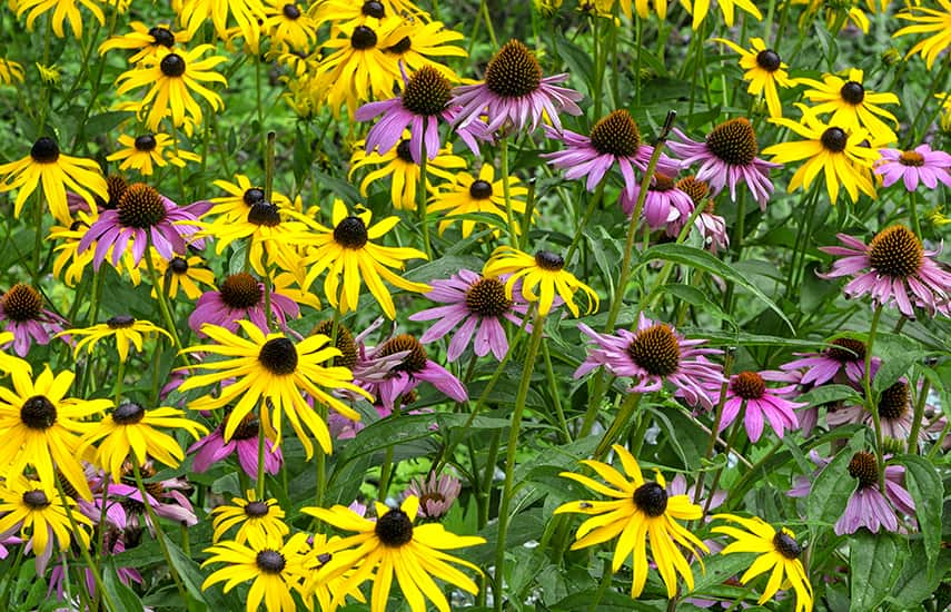 Mehrjährige Blumen, die im Jahr der Anpflanzung blühen