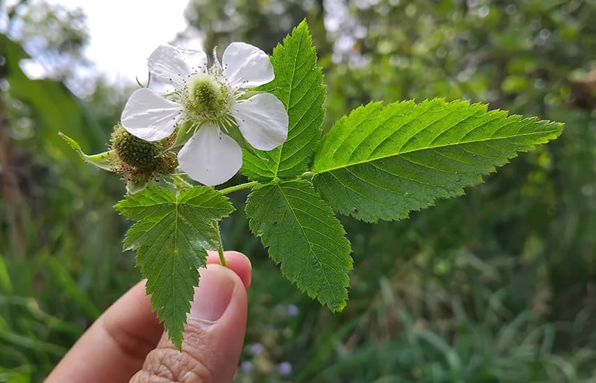 Himbeere-Erdbeere: eine Übersicht über Gartenraritäten