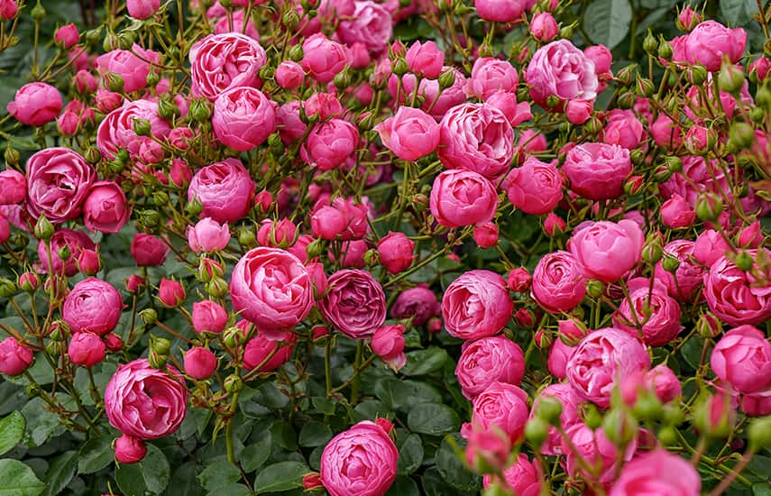 Vorteile und Merkmale der Herbstrosenbepflanzung