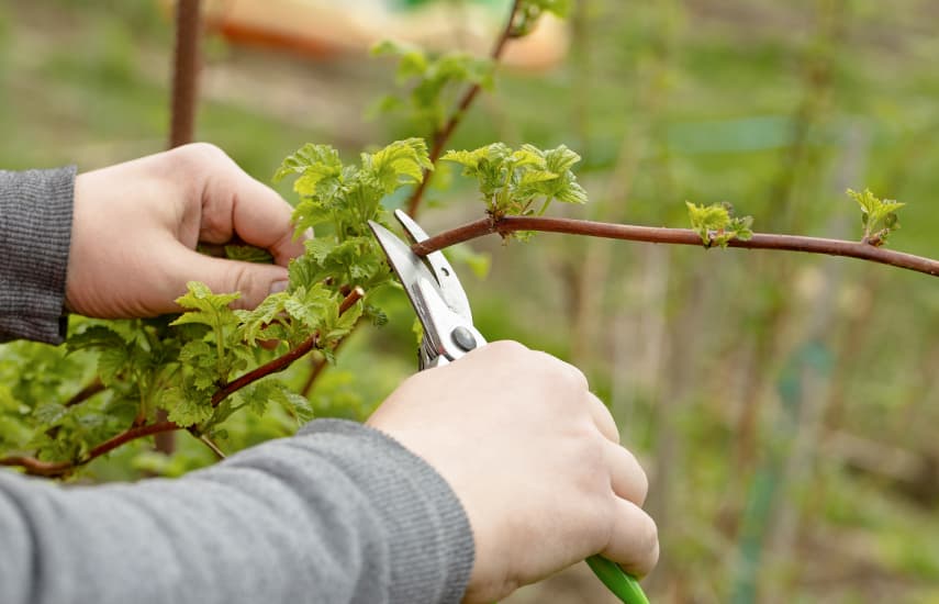 Geheimnisse der erfolgreichen Vorbereitung von Himbeeren für den Winter