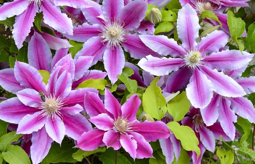 Clematis-Pflanzung