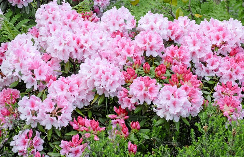 Die Geheimnisse des erfolgreichen Rhododendronanbaus