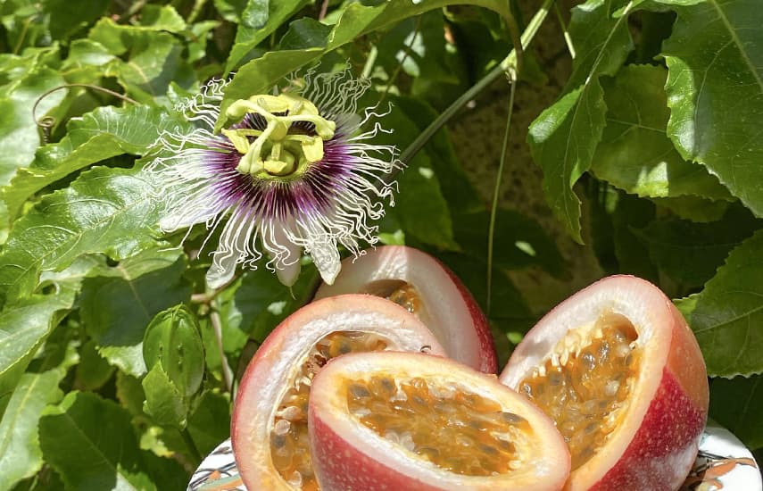 Schaffen Sie sich eine exotische Oase auf Ihrer eigenen Terrasse