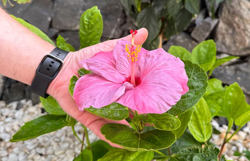 Schaffen Sie sich eine exotische Oase auf Ihrer eigenen Terrasse