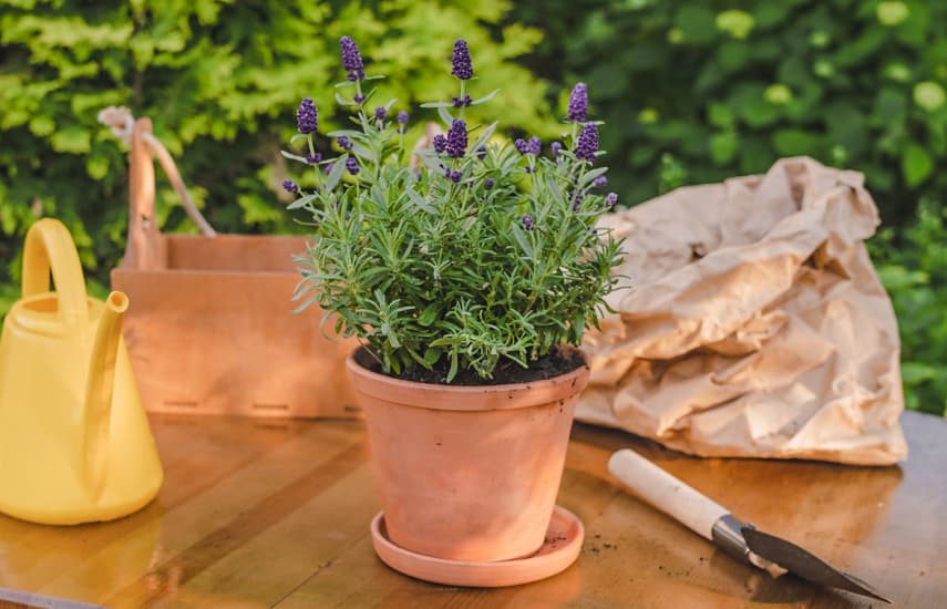 Anbau von Lavendel im Topf von der Aussaat bis zum ausgewachsenen Strauch