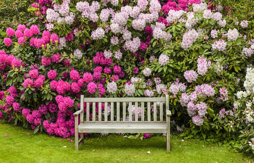 Was pflanzt man neben einen Rhododendron?