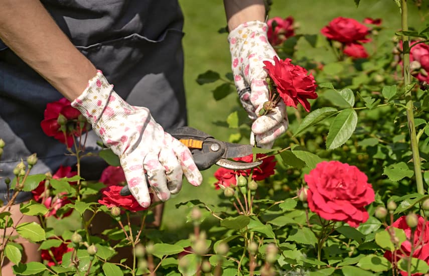 Wie pflegt man Rosen nach der Blüte?