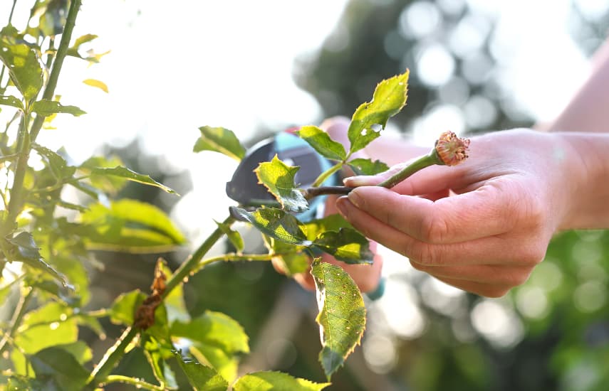 Wie pflegt man Rosen nach der Blüte?