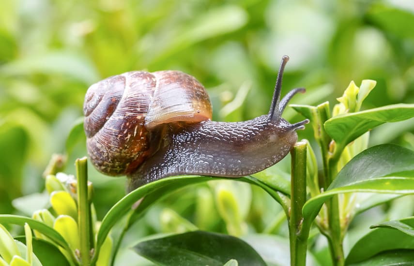 Wie kann man Schnecken mit Naturheilmitteln abwehren?