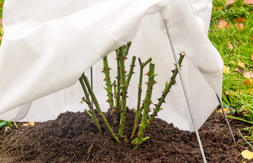 Ein Wintermärchen für Rosen: Womit sollten Sie Ihre Sträucher abdecken, damit sie nicht erfrieren?