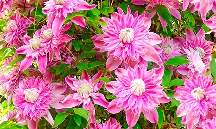 Blühende Giganten | Haus und Garten