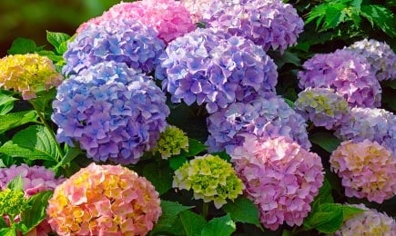 Bunte Blumenbeete | Haus und Garten