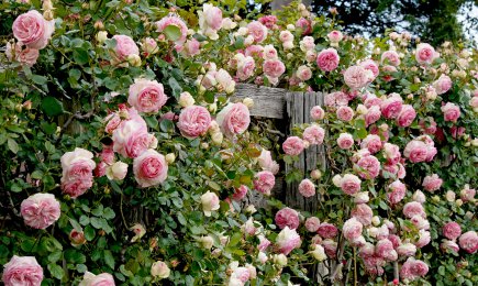 Kletterrosensorten | Haus und Garten