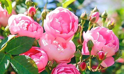 Kletterrosensorten | Haus und Garten