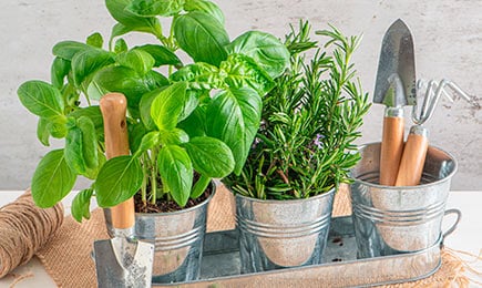 Würzig, aromatisch, vitaminreich | Haus und Garten